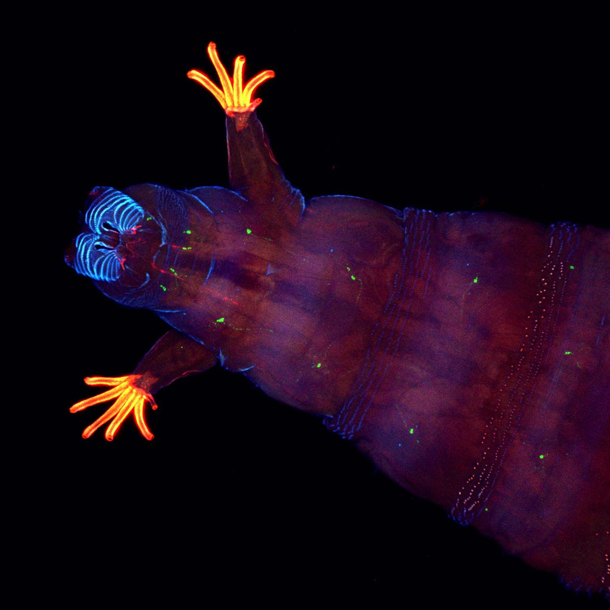 NikonSmallWorld's tweet photo. Fruit flies are attracted to vinegar and other acidic substances, which has earned them the alternate moniker of "vinegar flies." #FunFactFriday

https://t.co/PiHFMZmMt4

Credit: Dr. Andrew J. Woolley, Dr. Kevin Otto, Michelle Drennan, and Dr. James Clemens https://t.co/ya4aDM3L8c