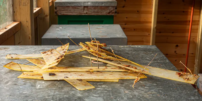 The Apiarist tweet media