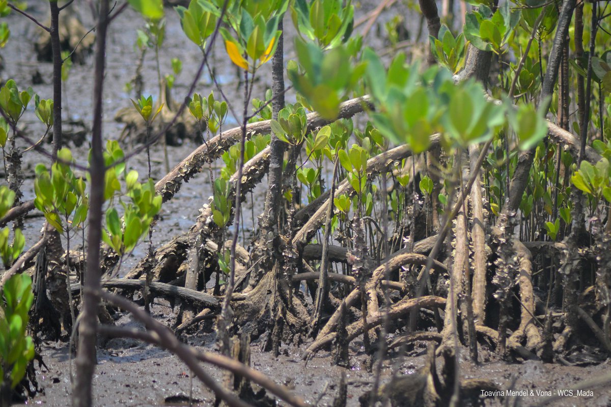 WCS Madagascar tweet media