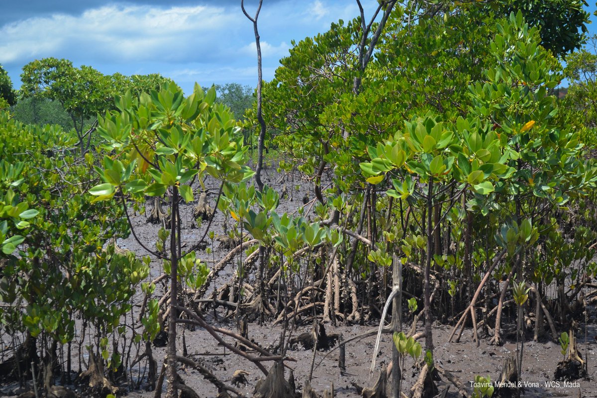 WCS Madagascar tweet media
