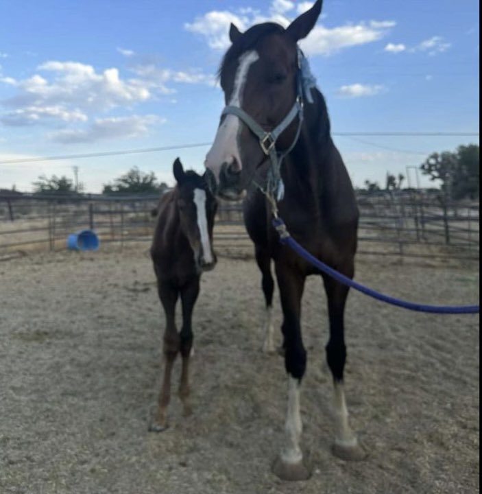 Her name... is Optimistic Outcome. And I took a deep dive into her story, which is a sad but familiar tale of a promising – and successful – horse slipping down through the cracks of our troubled industry. Please read on…