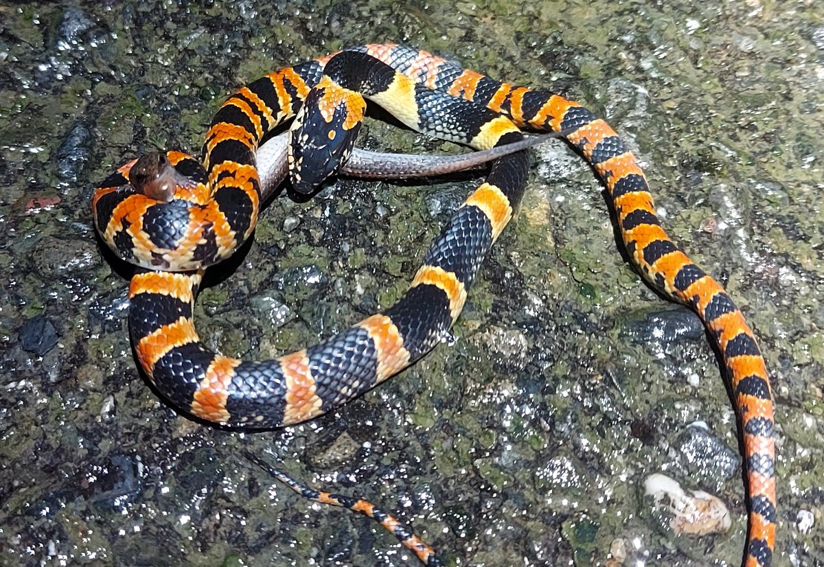 アマミヒメトカゲを捕食するアカマタの幼蛇。 #奄美ナイトツアー #アカマタ