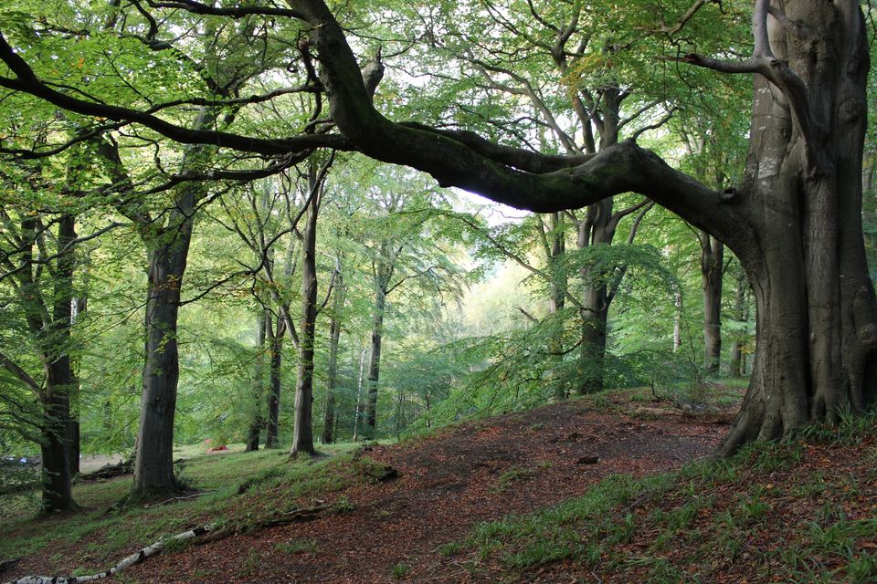 DAY WALK: Sunday 28 July, Loanhead to Penicuik via Roslin Glen. 
All welcome, especially aimed at prospective new members.  
More info here:
facebook.com/events/5175750…