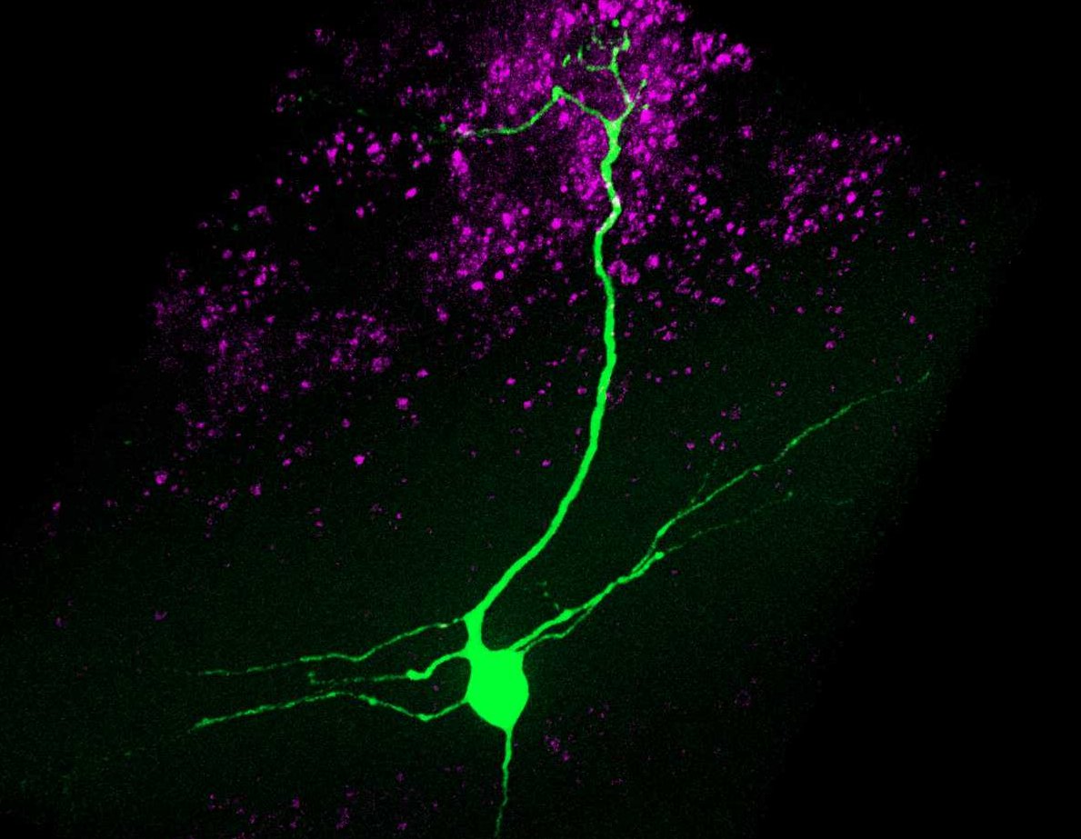 A biocytin-filled mitral cell reaching a glomerulus #FluorescenceFriday