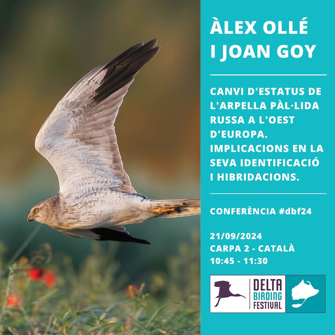 🦅 Dissabte 21 de setembre, l’Àlex Ollé i el Joan Goy ens presentaran un taller d’identificació de l’arpells pàl•lida russa, en el que analitzarem plumatges de casos d’hibridacions amb les més abundants arpella pàl·lida i cendrosa.

deltabirdingfestival.com/alex-olle-i-jo…