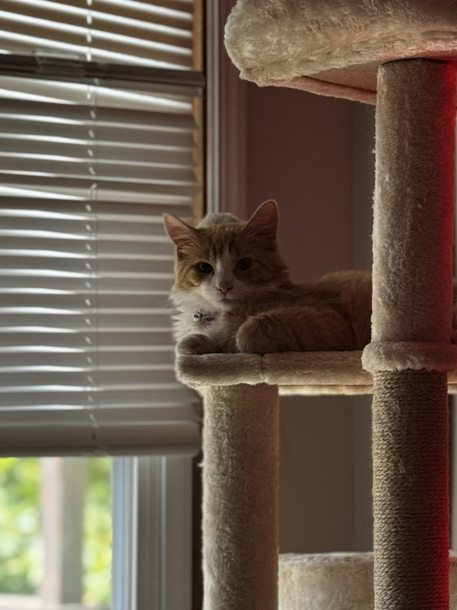 I have a cat now… 🐈 🐱 🐈 🐈🐈🐱 #catdad