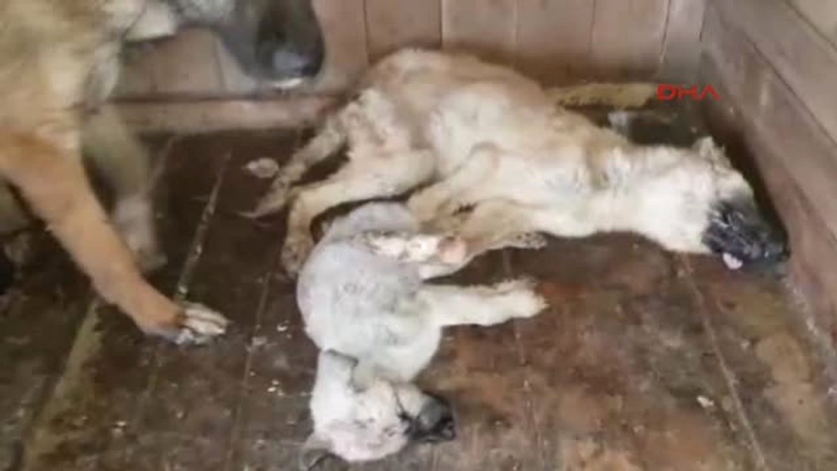 Sayın <a href="/dbdevletbahceli/">Devlet Bahçeli</a> ve tüm <a href="/MHP_Bilgi/">MHP</a> milletvekilleri;
Aşağıda ülkemiz genelinde ki barınakların fotograflarına bakmanızı rica ediyorum. (Bunlar yine bakılabilir olanlar, çok daha kötüleri de var)
Eğer sizler genel kurulda yapılacak oylama da sokak hayvanları katliam yasasına