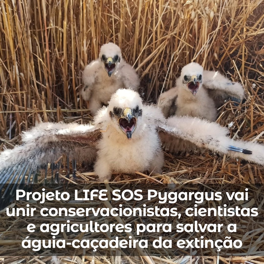 Palombar tweet media