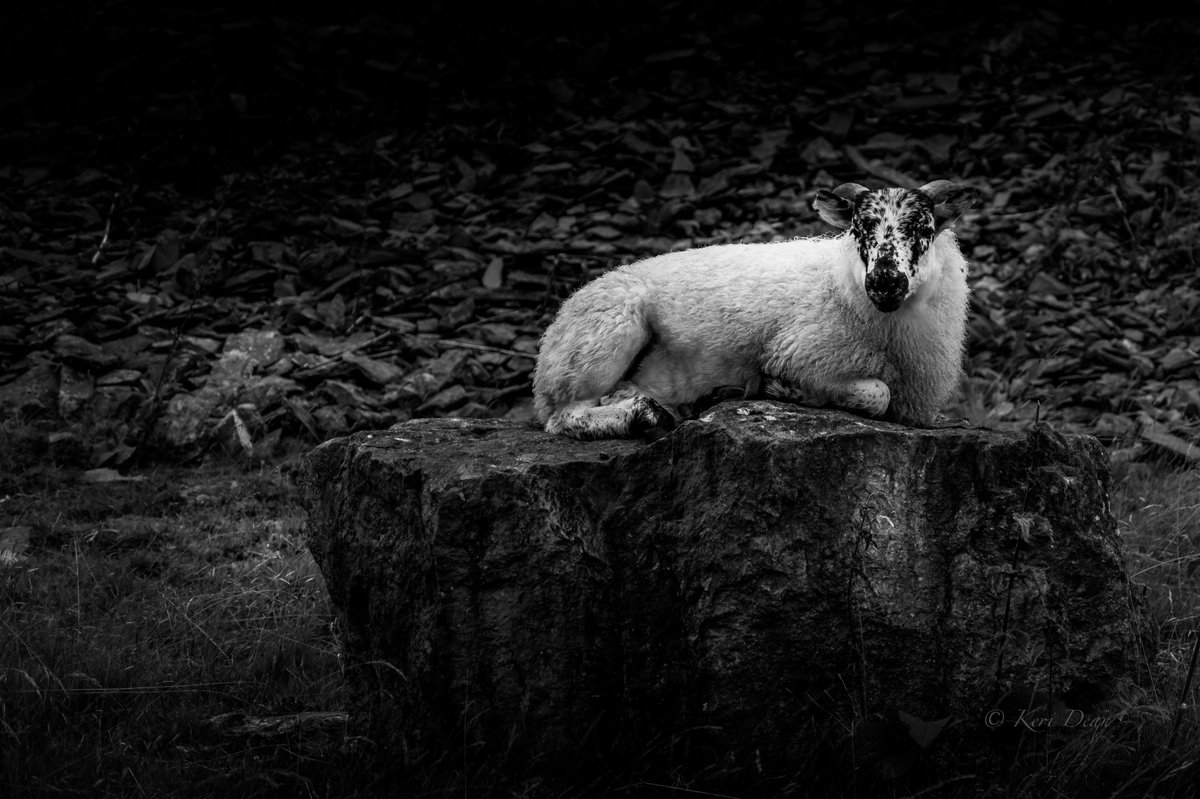 More from a great day exploring the  #Elanvalley
#photography  <a href="/ThePhotoHour/">#ThePhotoHour</a> <a href="/StormHour/">#StormHour</a> <a href="/ItsYourWales/">It's Your Wales</a> <a href="/visitwales/">Visit Wales 🏴󠁧󠁢󠁷󠁬󠁳󠁿</a> <a href="/UKNikon/">Nikon UK & Ireland</a>