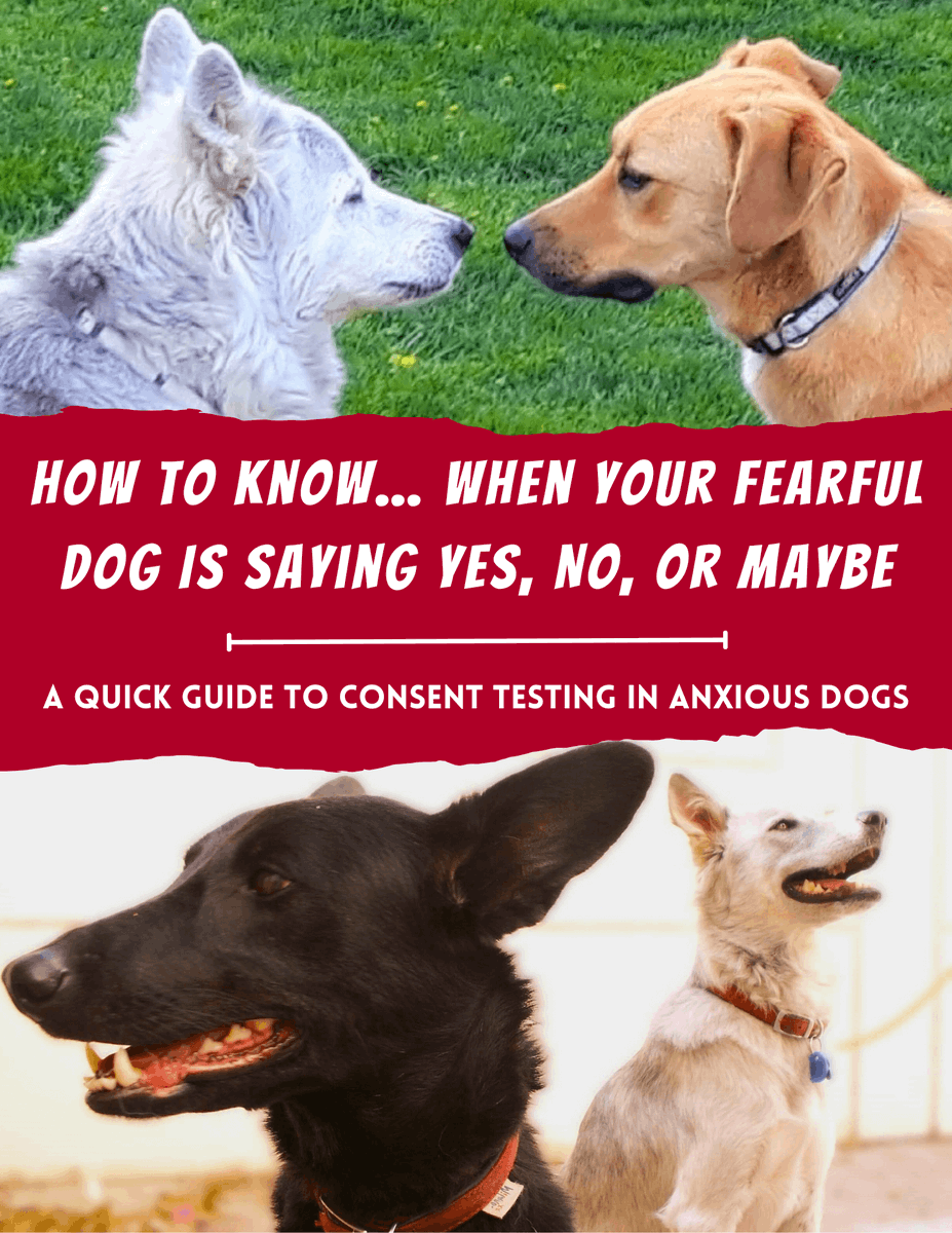 thecatdoghouse's tweet photo. DOWNLOAD YOUR FREE GUIDE TO CONSENT TESTING IN ANXIOUS DOGS!

Link below 👇 https://t.co/JeyfaZgqTM