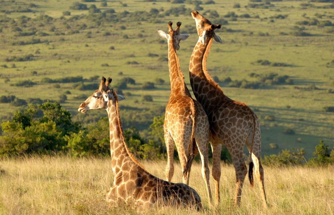 Lalibela Treetops Lodge in South Africa's Eastern Cape has luxury safari tents at Treetop level with spectacular views. Here vast Savannah Grasslands teem with  large herds of plains game and the big five buff.ly/4cOCj7c #SouthAfrica #bigfive