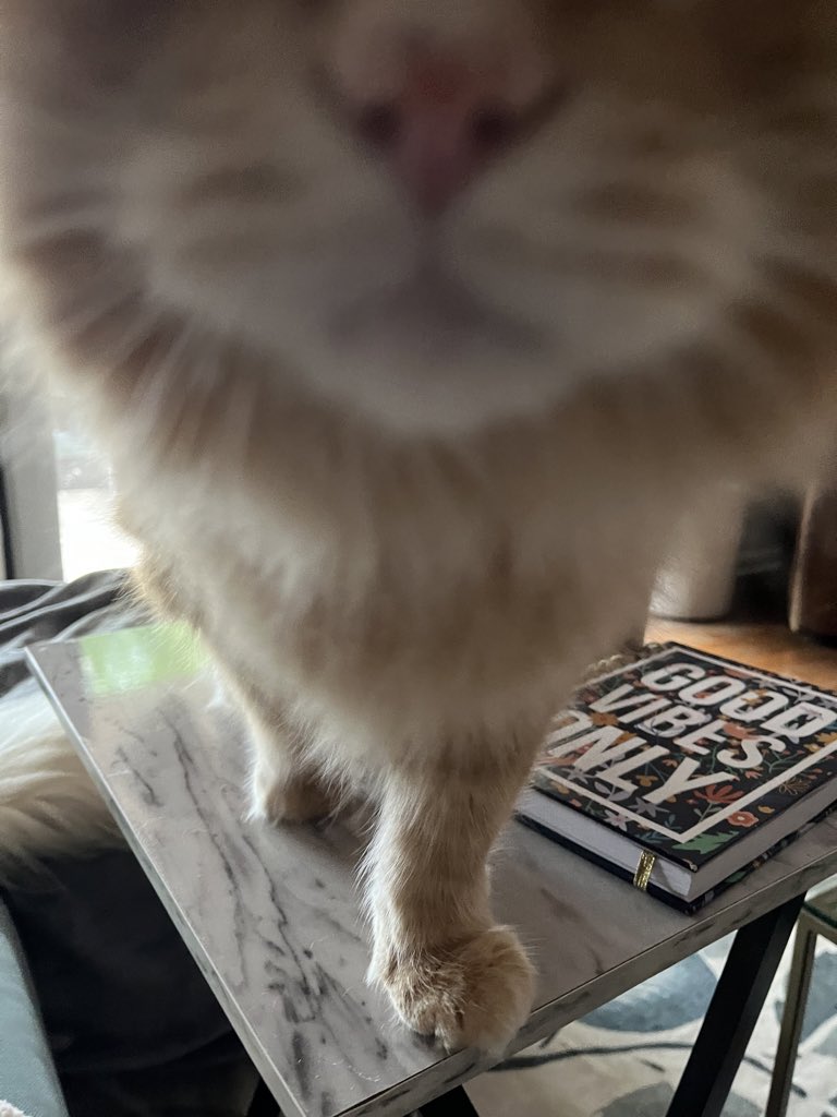LeslieYohey's tweet photo. @catshouldnt Jack Pirtle’s wants a sniff… https://t.co/6h786e3Jkh