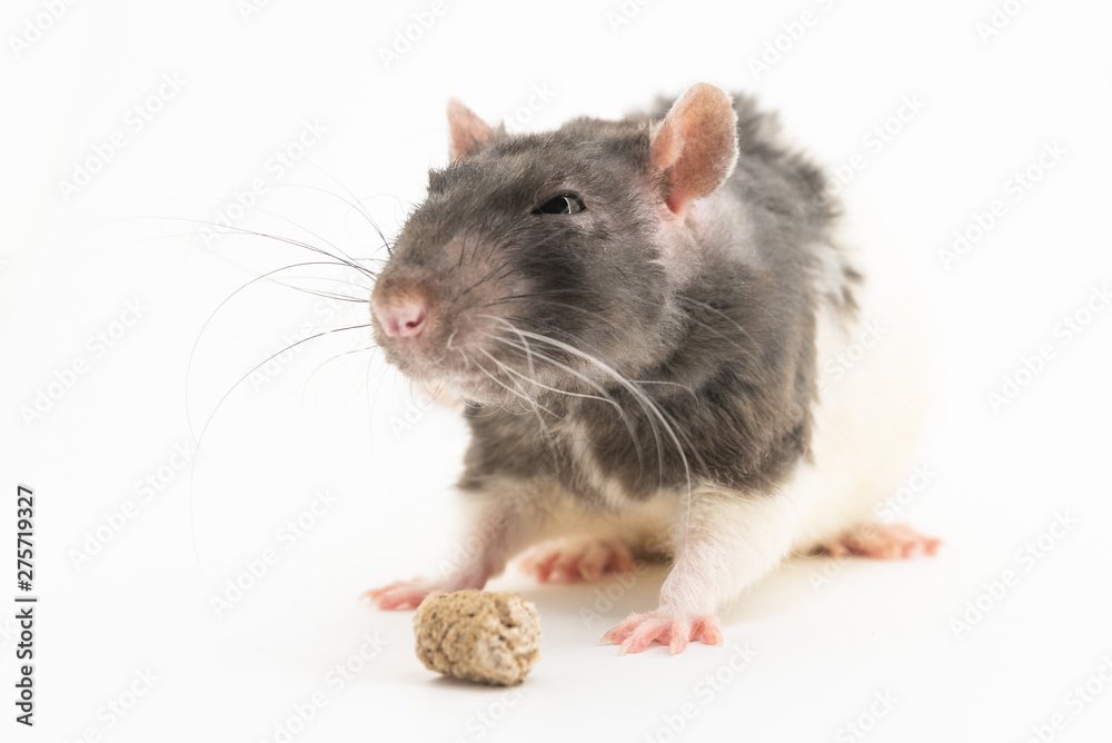 IjawSe's tweet photo. This is a good instance to go over some Ijaw insults:
Piri-nama: Bush Animal
Obori: Goat
Obori-tibi/Obori-sibi: Goat head
Namasiobiri: for people who are cursed to the extent of resembling a cursed dog
Ofunguru: Rat
See how they match!
#ijawtwitter #ijawlanguage #ijaw https://t.co/D11s69o5mJ