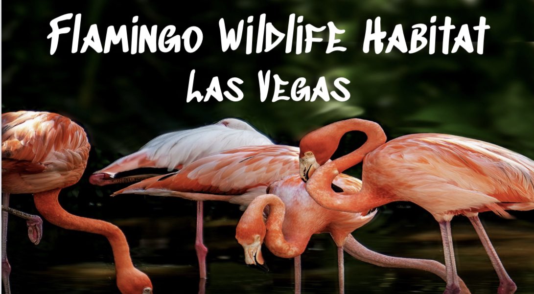 We loved our peaceful afternoon at the Flamingo Wildlife Habitat in Las Vegas! Take a moment to relax, meet Bugsy the Pelican, and Marcel at this little oasis in the middle of the Strip!

youtu.be/sk8LFj_ZJH0?si…

<a href="/FlamingoVegas/">Flamingo Las Vegas</a> <a href="/travel/">TRAVEL</a> @lasvegas @youtube @vegas