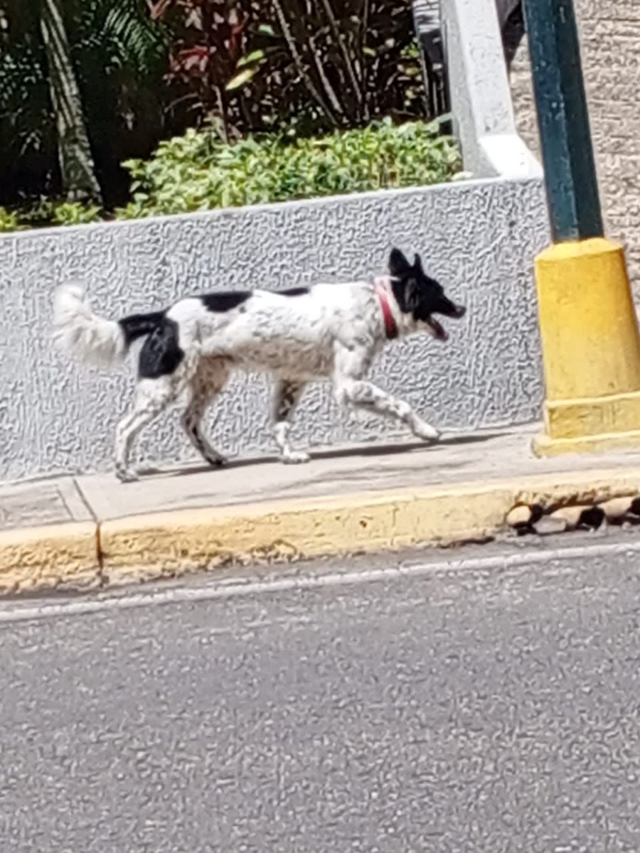 yaracalcagno's tweet photo. 🚨🆘 Ayúdenme a difundir por favor 🙏 perro perdido en Loma Norte urbanización Lomas del Ávila desde hace una semana, no se deja tocar 🥹 se ve que ha sido maltratado 😡 Lo reconocen? https://t.co/SQzhNzqomv
