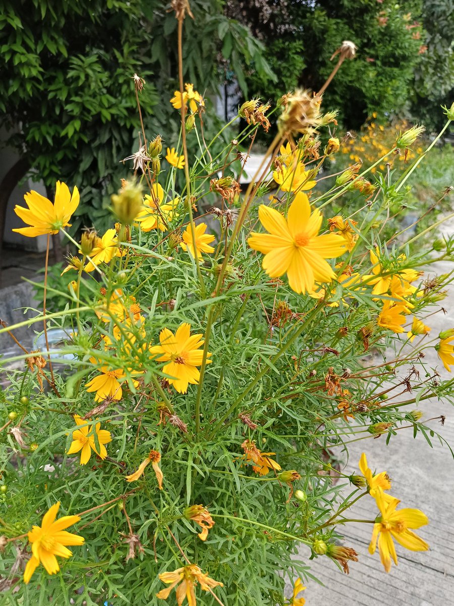 Margonda, cuma lihat beli kagak (clbk)🤣🌼