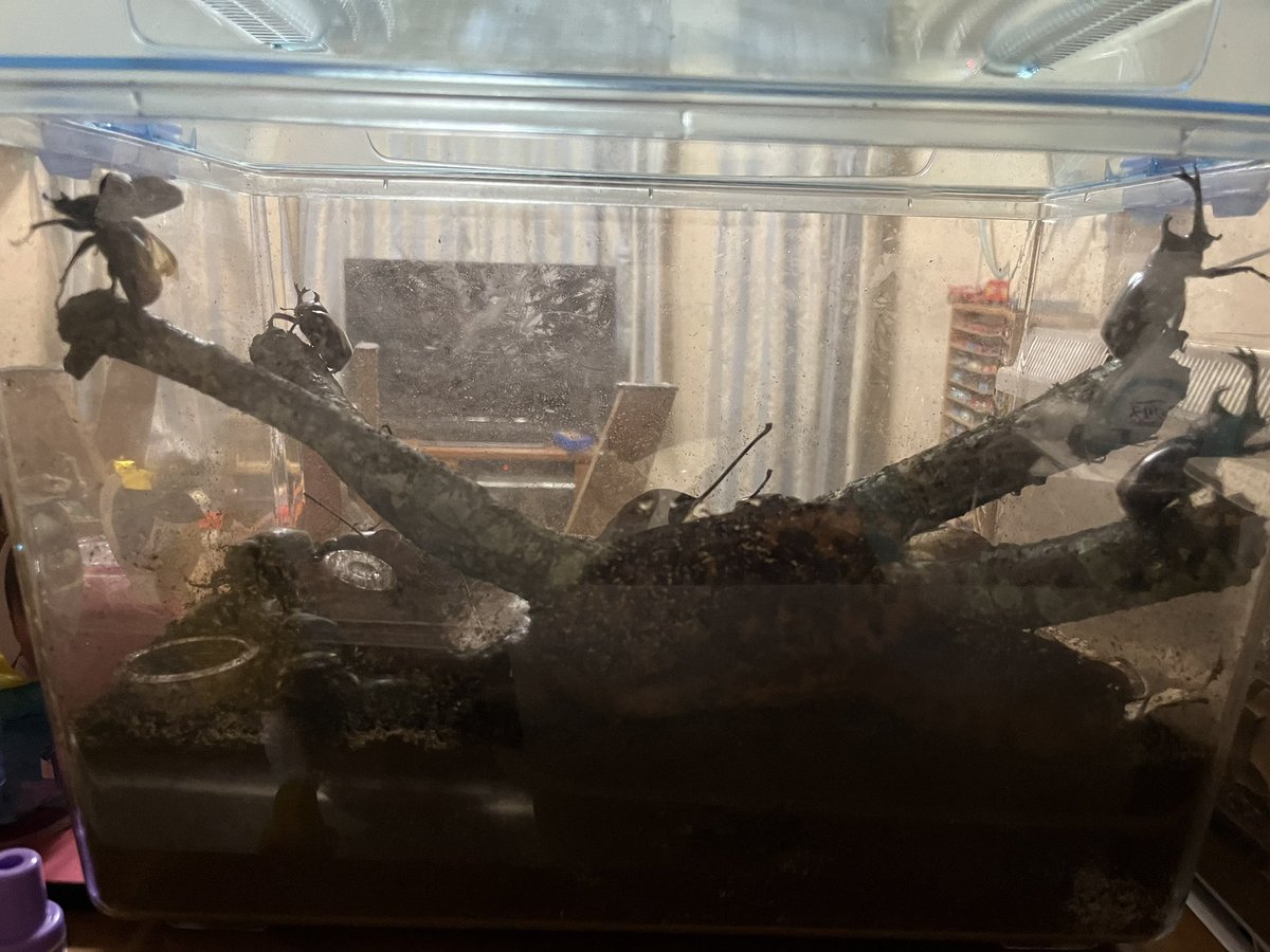 daaaaadayo's tweet photo. 久しぶりにカブト取りに行ったら30匹くらい取れてエサが大変💦
クワガタは別のに入れてるけど10匹位かな？
子供にまた行きたいって言われてるけど、もうカブトは要らねーなぁ🤔
���所の子供にあげよー😅 https://t.co/r2ttEIvZyG