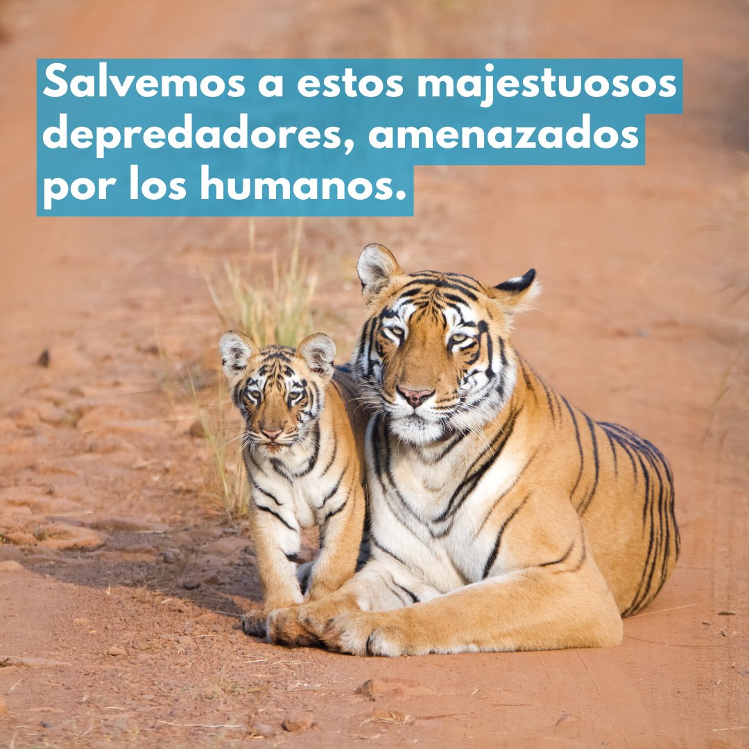 Los tigres están a punto de desaparecer.

Hay más tigres en cautiverio que en estado salvaje.

Estas hermosas criaturas enfrentan múltiples amenazas derivadas de las actividades humanas.

En este #DíaDelTigre, 🐯🐅 considera apoyar la protección de estos grandes felinos.