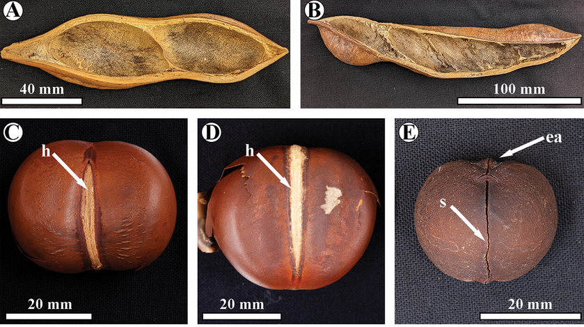 Chismososaurus's tweet photo. We compared these seed fossils to dozens of different extant taxa at the USDA Nat. Seed Herbarium and found that only Castanospermum has the same combination of morphological features seen in our fossils specimens. https://t.co/D7yna9Xpzv
