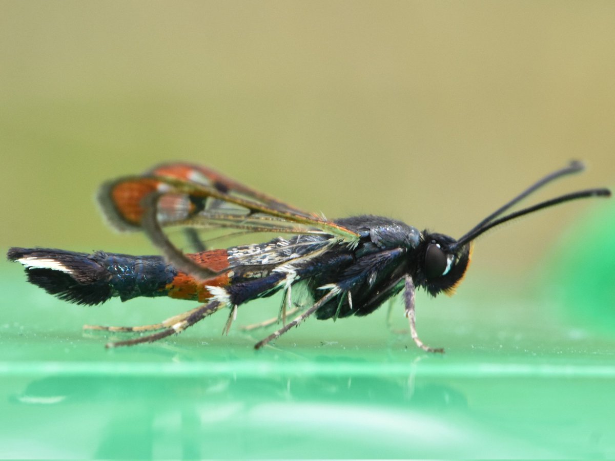 This lovely Red-tipped Clearwing was nice to see during my lunch break. A new species for me!