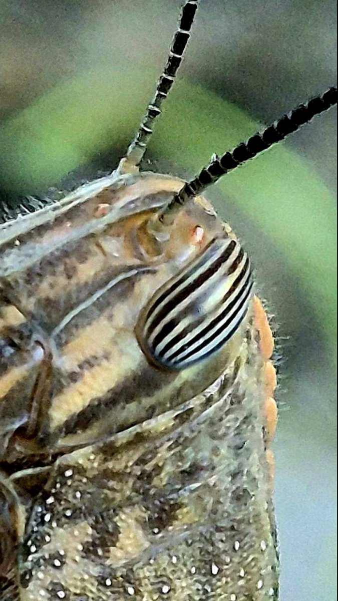 Kad skužiš da te skakavac gleda 😎