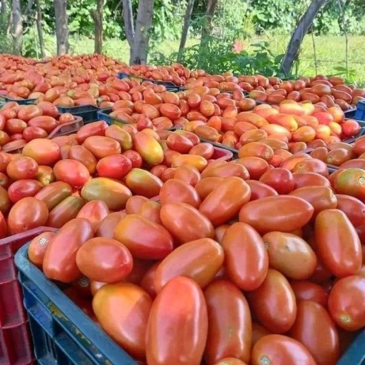 Edmund Njoh tweet media