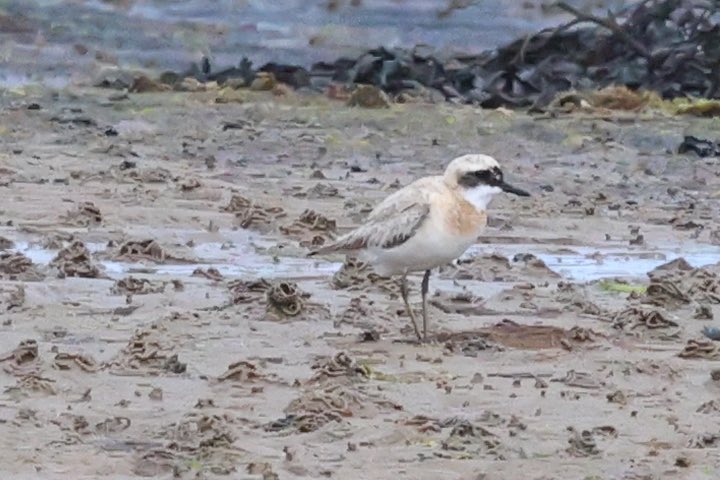 bazsample7's tweet image. Popped up to Newbiggin this afternoon to see the Greater Sand Plover. Great views, down to 25m with a bit patience. Thanks to Hector for refinding it behind the caravan park and saving me a walk to Beacon Point !!