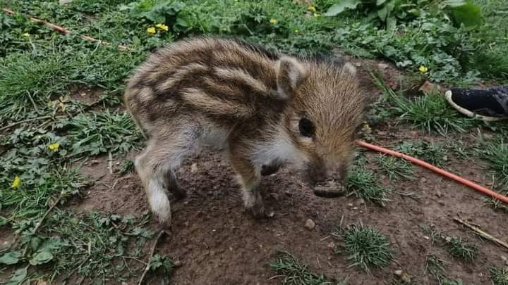 Je suis tellement contente que je partage à nouveau cette super bonne nouvelle.
Toto le sanglier est sauvé ! La justice a annulé la décision de l'euthanasier. 
👏👏👏👏
Longue et heureuse vie Toto 🐗❤️🥳