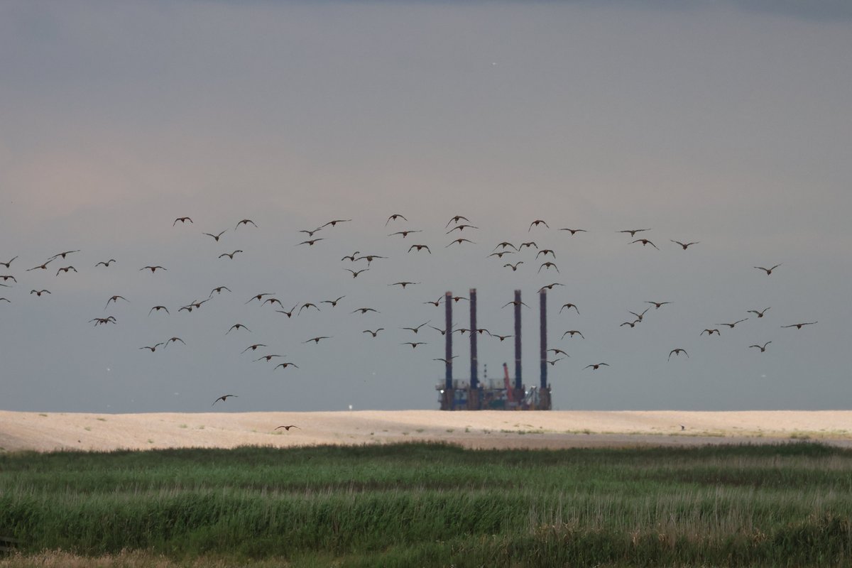 Sometimes, it's not about the focus, the lighting, the exposure or the subject matter. Sometimes it's just about taking a picture that makes you happy when you look at it afterwards &amp; this one does just that.
At <a href="/NWTCleyCentre/">NWT Cley Marshes</a> this afternoon...
#photography