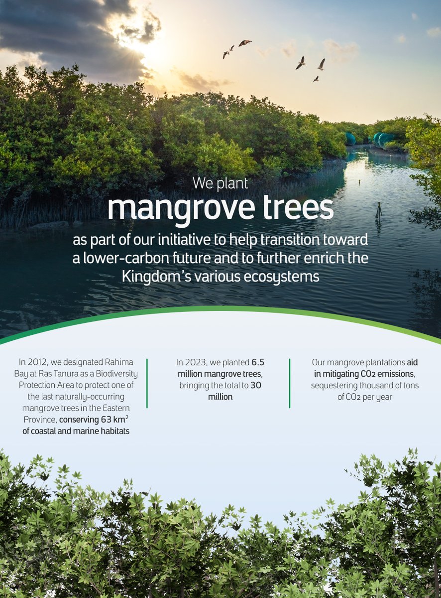 Playing an important role in our environment, mangroves act as a protection line and a nursery for marine life

On the International Day for the Conservation of the Mangrove Ecosystem, we aim to continue increasing and safeguarding this natural resource

#MangroveDay
#aramco