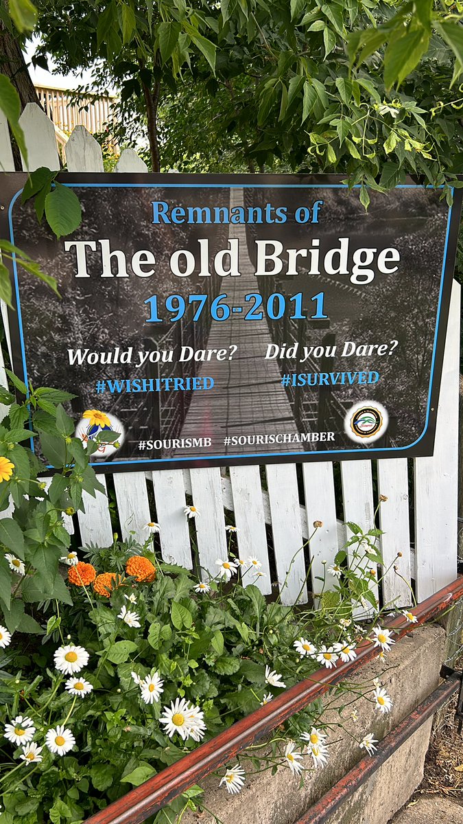 #ISURVIVED THE OLD BRIDGE in Souris, MB. 

Many childhood memories on this rickety old swinging bridge. All the Gordon aunts lost a few years watching us kids run and swing over it!
