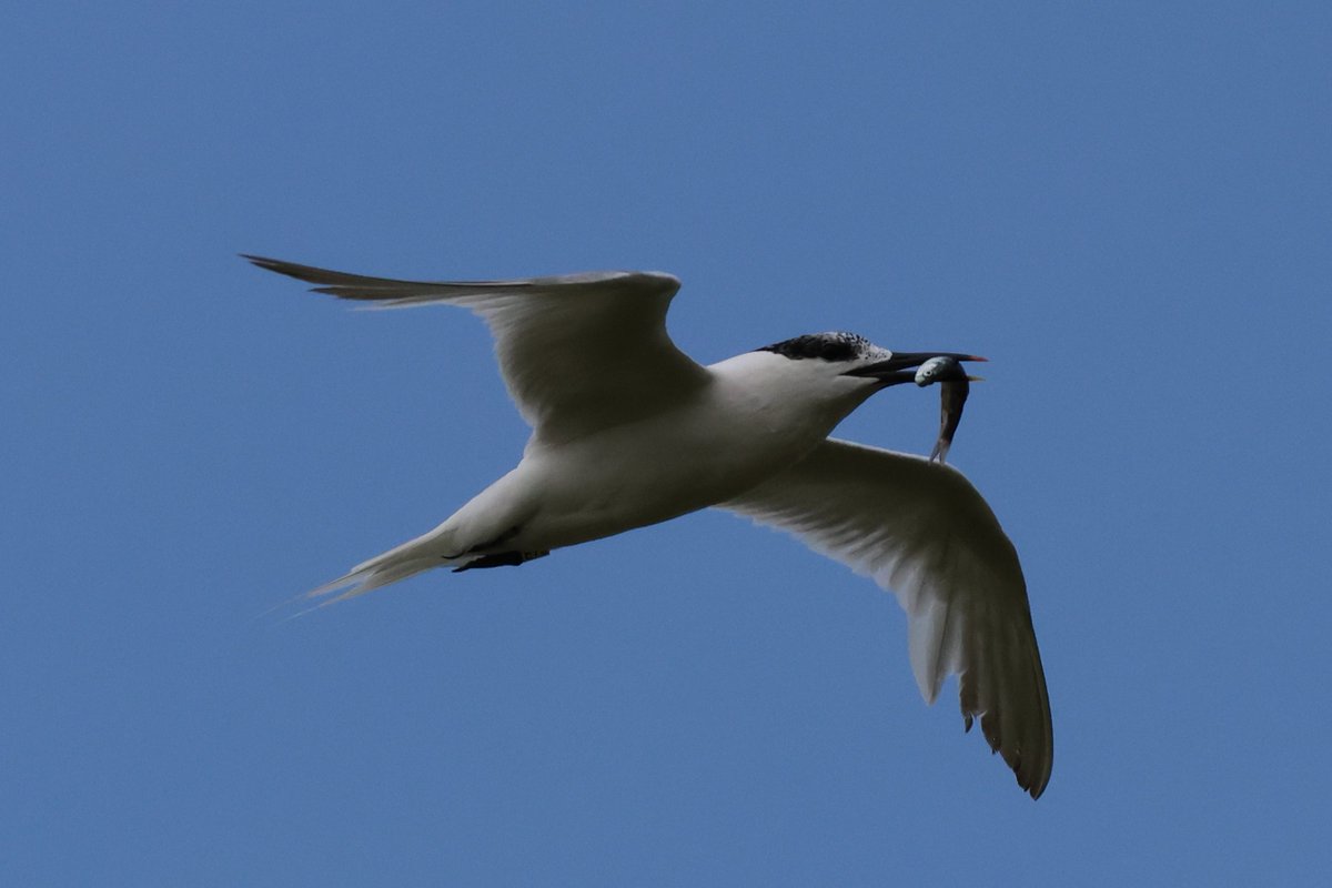 From bright blue skies to heavy black clouds - 4 seasons in one day but every tern that took a turn did an about turn with a fish in its mouth!
<a href="/NWTCleyCentre/">NWT Cley Marshes</a> #birdphotography #tern #sandwichtern #fishing #success #northnorfolk 
<a href="/RSPBEngland/">RSPB England</a>