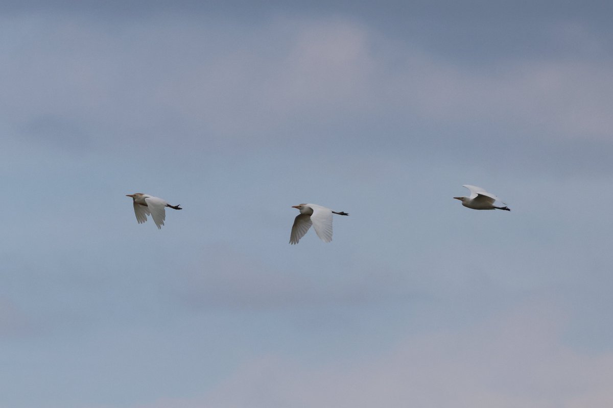 From cormorants to cattle egrets - so many beautiful birds at <a href="/NWTCleyCentre/">NWT Cley Marshes</a> this afternoon
#birdphotography #egret #cattleegret #cormorant #birdwatching #northnorfolk