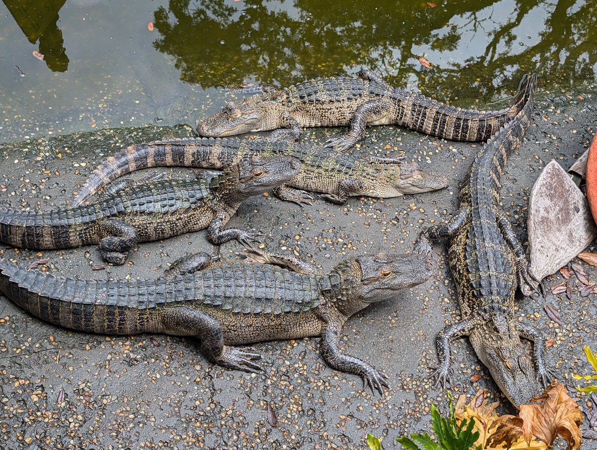 Durrtydoesit's tweet photo. Always wanted my own #GatorPit to toss my enemies spare body parts into when I'm done eviscerating em.... https://t.co/Id88llpLfp