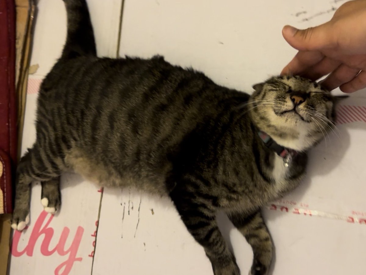 When she turned 12 years old…!! 🐈‍⬛
.
Happy Birthday “Khao Klong” 🍰