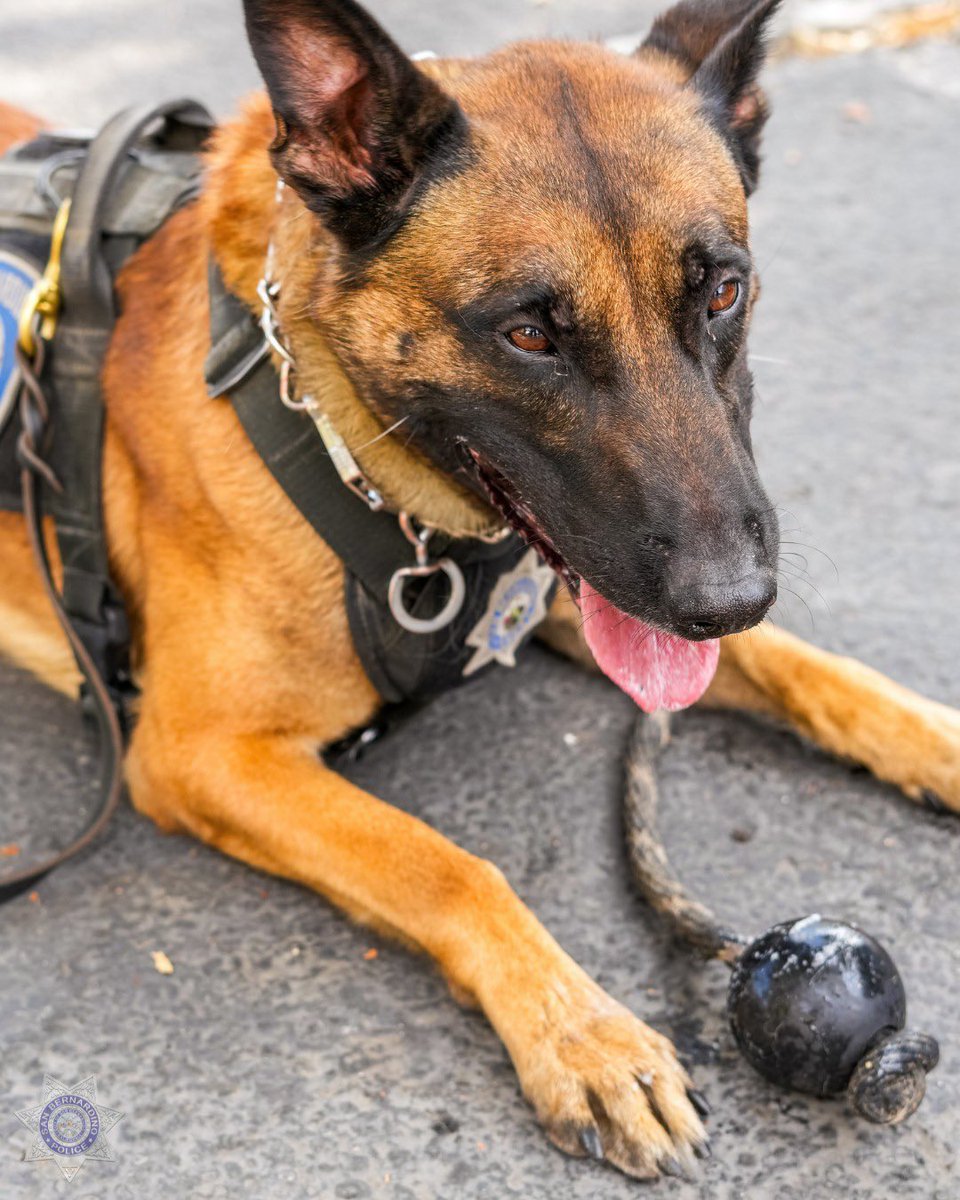 SanBernardinoPD's tweet photo. FALCO FRIDAY 🐕‼️

@SBPD_CHIEF 

#FalcoFriday #K9Falco #K9Unit #StandardOfExcellence #SanBernardino https://t.co/Veb7kG6cl5