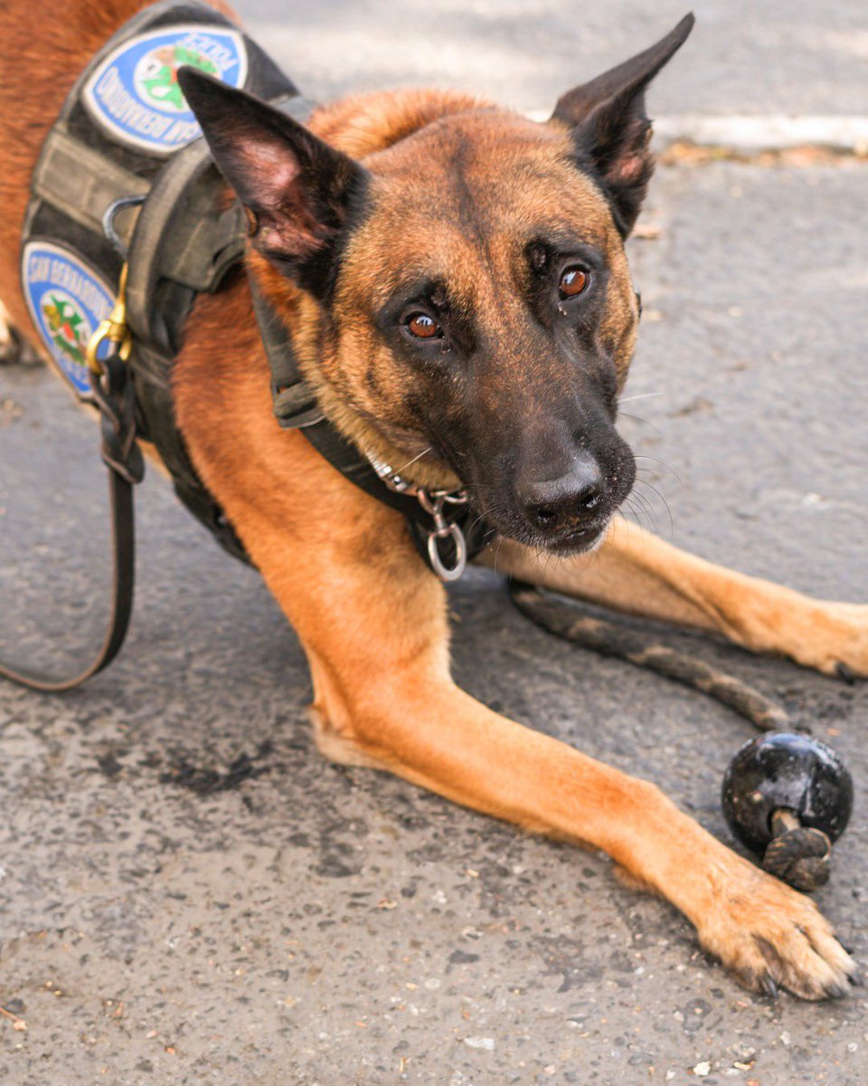 SanBernardinoPD's tweet photo. FALCO FRIDAY 🐕‼️

@SBPD_CHIEF 

#FalcoFriday #K9Falco #K9Unit #StandardOfExcellence #SanBernardino https://t.co/Veb7kG6cl5