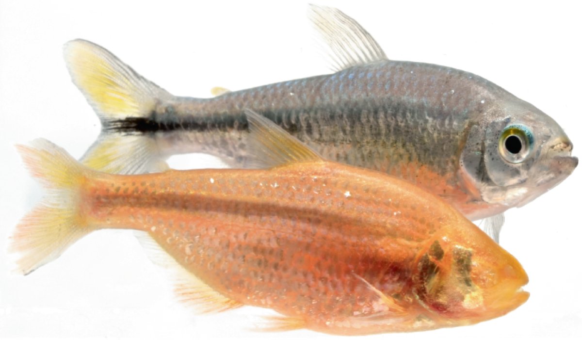 Erik Duboué tweet media