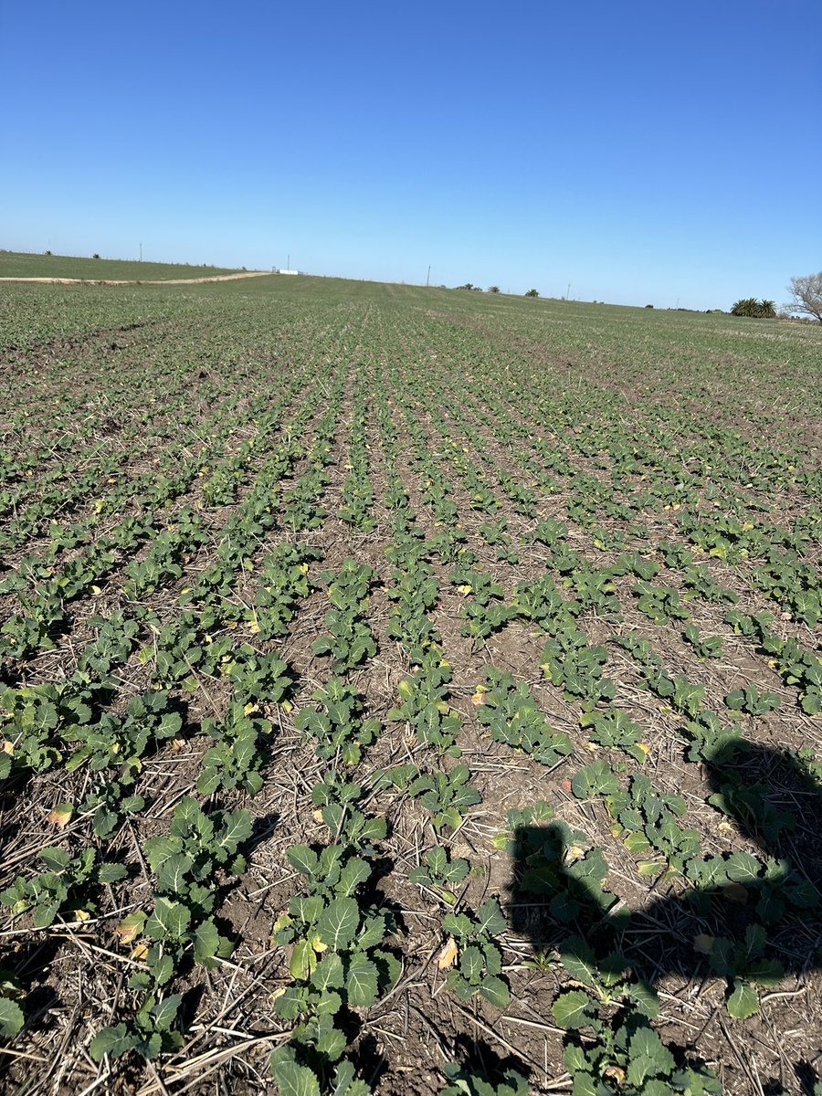 Santiago Bayce tweet media