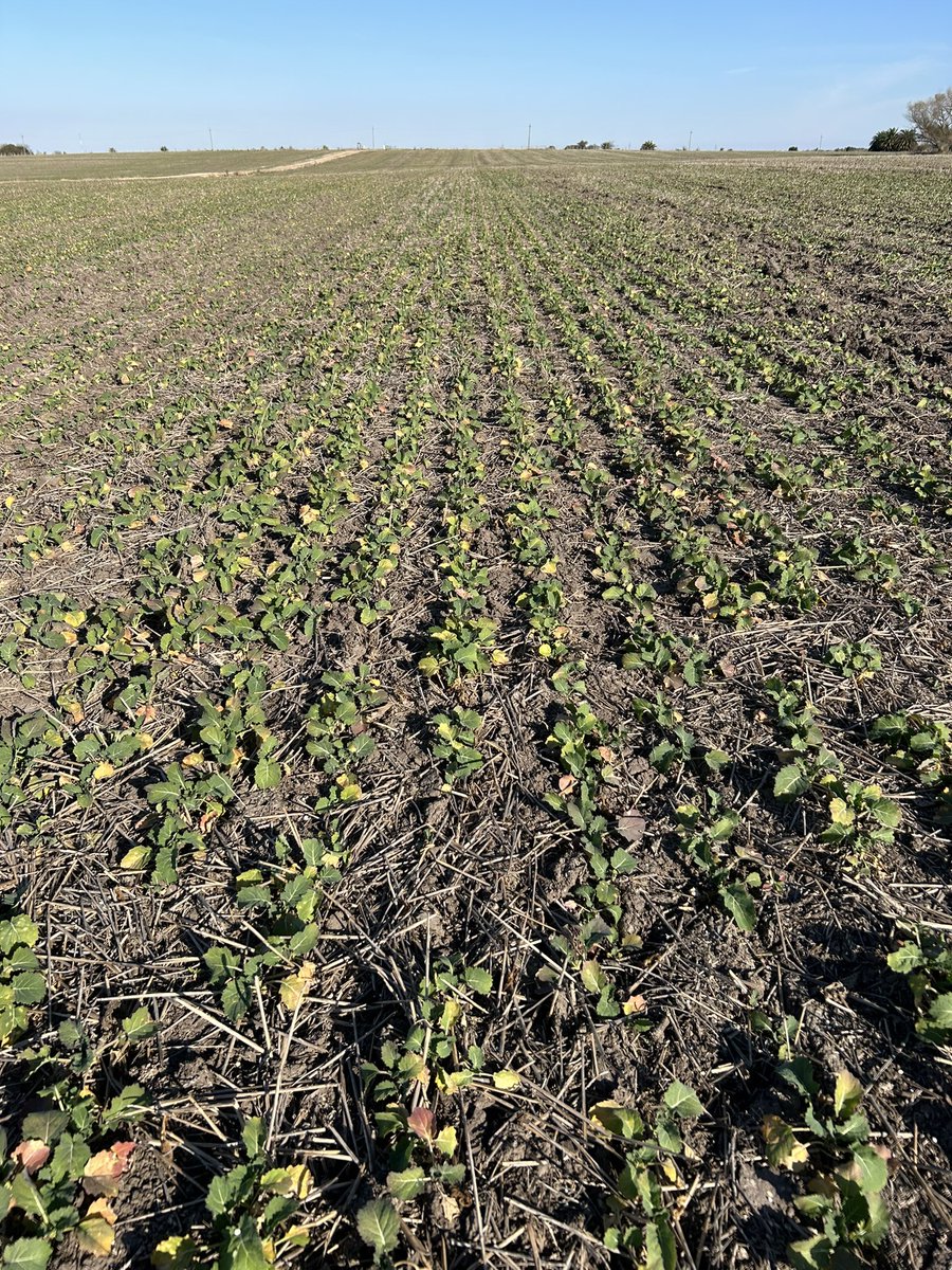 Santiago Bayce tweet media