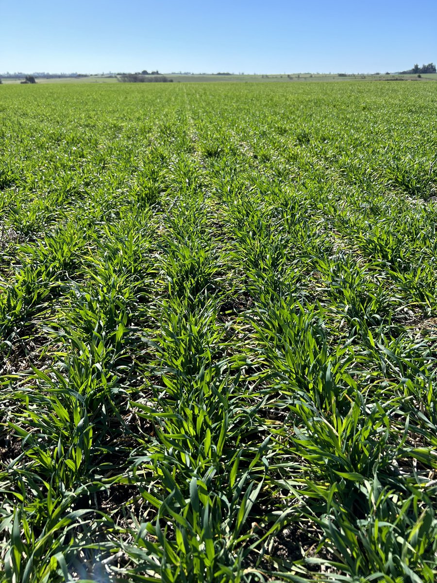 Santiago Bayce tweet media