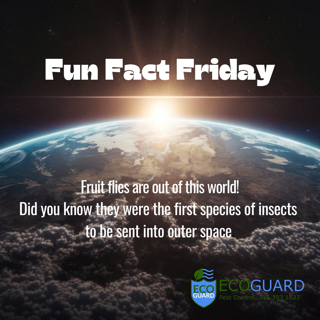 ecoguardkansas's tweet image. Having fruit/drain fly issues? Give us a call, we can help! (316)393-1823 

#EcoGuardPestControl #fruitflies #drainflies