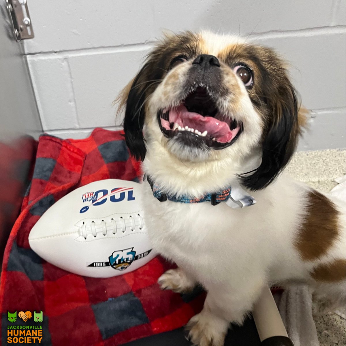 Jax Humane Society (@jaxhumane) on Twitter photo SUITE DEAL: Donate $100 for a chance to win a SUITE at <a href="/EverBankStadium/">EverBank Stadium</a> to watch the <a href="/Jaguars/">Jacksonville Jaguars</a> vs. <a href="/Buccaneers/">Tampa Bay Buccaneers</a>! Only 250 entries allowedβno limit per person! Enter here: β¦nvillehumanesociety-bloom.kindful.com/e/jaguars-2024β¦ SUITE DEAL: Donate $100 for a chance to win a SUITE at <a href="/EverBankStadium/">EverBank Stadium</a> to watch the <a href="/Jaguars/">Jacksonville Jaguars</a> vs. <a href="/Buccaneers/">Tampa Bay Buccaneers</a>! Only 250 entries allowedβno limit per person! Enter here: β¦nvillehumanesociety-bloom.kindful.com/e/jaguars-2024β¦