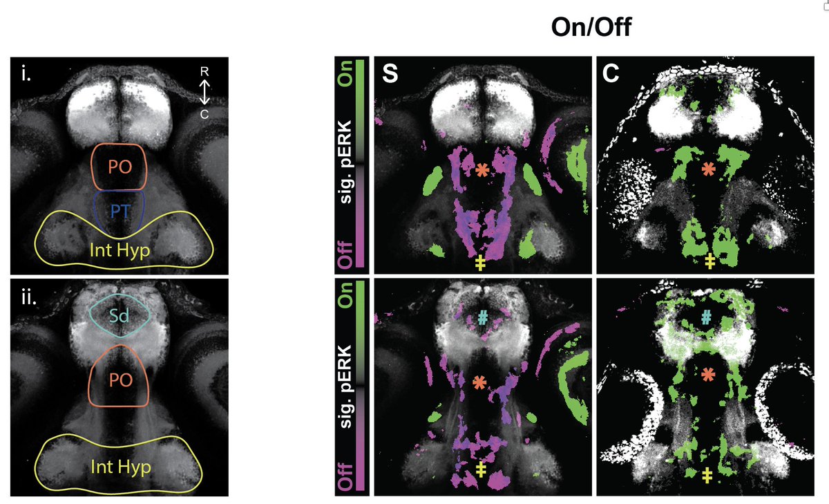 Erik Duboué tweet media