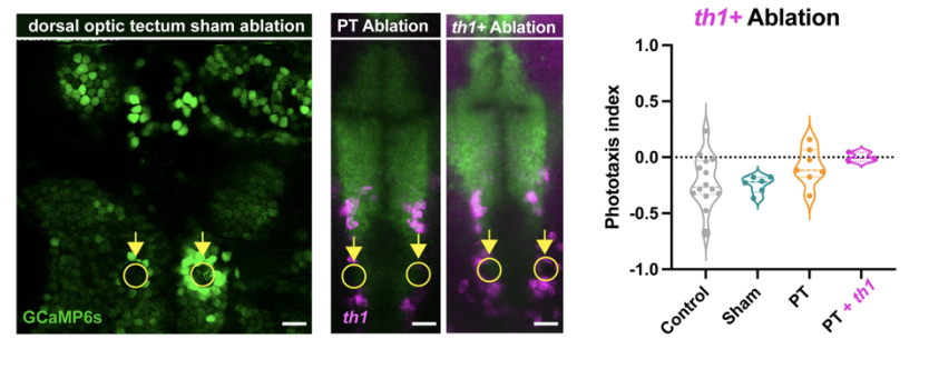 Erik Duboué tweet media