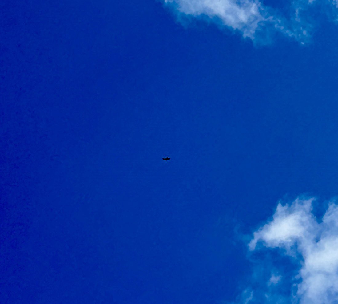 Aleator πΊπ¦ππΆπ½ββοΈβοΈπ¦πΏπ¦
β° (@gegegamble) on Twitter photo Yes, there is a dark speck in the middle of the pic. And, yes, it is a hobby with a house martin in its talons. Amazing what you see when lying flat on your back at the <a href="/CamFolkFest/">Cambridge Folk Festival</a> . The falcon isolated the prey and chased it down relentlessly. #BirdsFromFarAway <a href="/StephenMoss_TV/">Stephen Moss</a> Yes, there is a dark speck in the middle of the pic. And, yes, it is a hobby with a house martin in its talons. Amazing what you see when lying flat on your back at the <a href="/CamFolkFest/">Cambridge Folk Festival</a> . The falcon isolated the prey and chased it down relentlessly. #BirdsFromFarAway <a href="/StephenMoss_TV/">Stephen Moss</a>