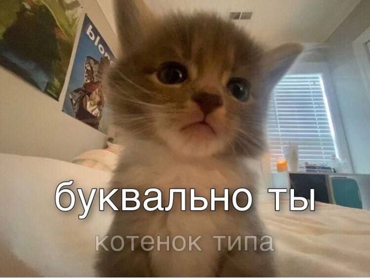 рини tweet media