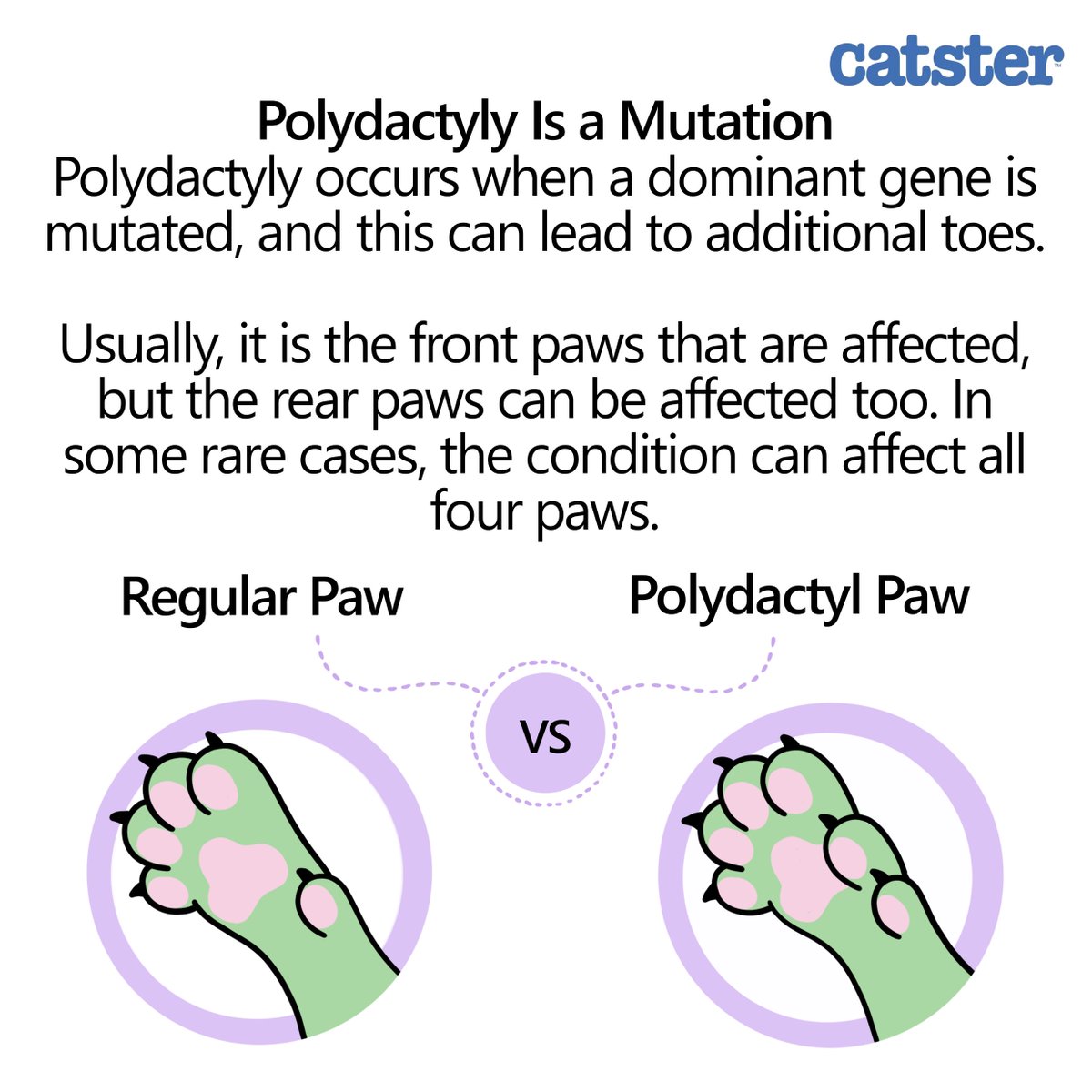 catster's tweet photo. Polydactylism is when an animal has a higher-than-usual number of fingers and toes. It is actually surprisingly common in some animals, including cats. πΎ
π Read more about polydactyl cats here: https://t.co/yBDpBCtgft
#cats #polydactylcats #catfacts https://t.co/Loe1b7AQqv