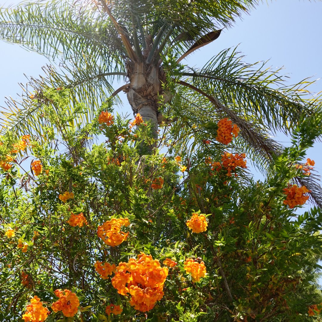 LAOPCenter's tweet photo. The sun is shining and the flowers are blooming here! Make sure you get outside and soak up the sunshine this weekend! 🌻☀️ https://t.co/z9S6EP4toX