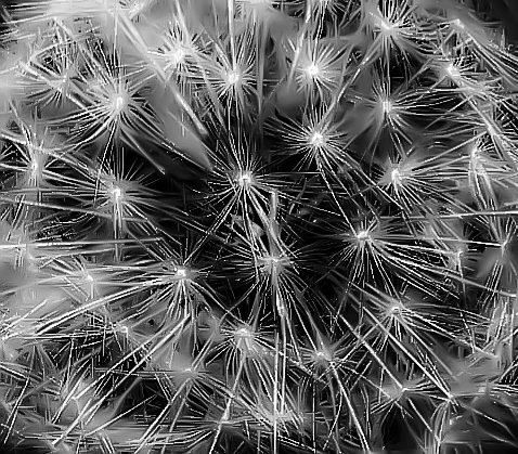 CNeonsun's tweet photo. Close up of a Dandelion clock ยฉ #Photography #BlackAndWhite #DandelionClock #Macro #Plant https://t.co/QYfUkzl0rM